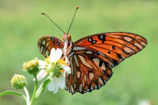 butterfly