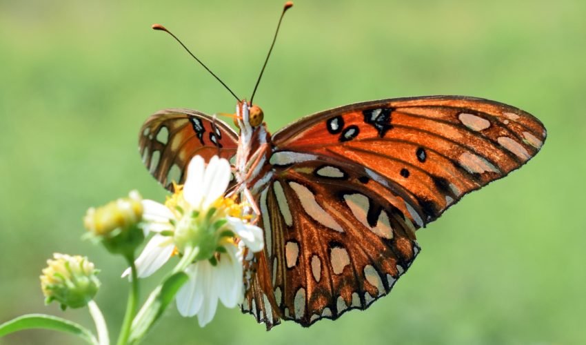 butterfly
