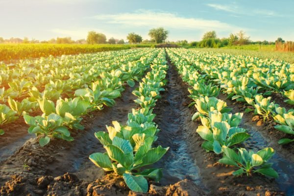 cabbage plantations grow in the field. vegetable rows. farming, agriculture. Landscape with agricultural land. crops. selective focus